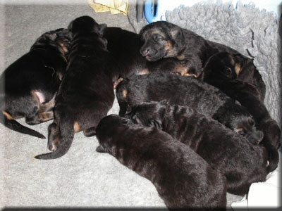 A pile of 5 day old puppies.